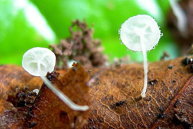 La  Flora  micologica  Alsaziana